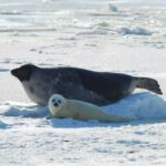 19 февраля — Всемирный день защиты морских млекопитающих