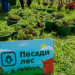 Региональные координаторы проекта «Посади лес» рассказали о своей работе