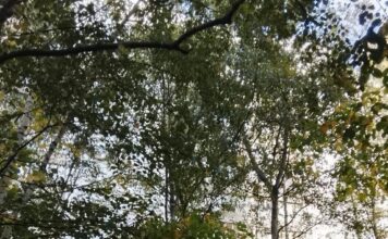 Травля в Одинцово: как интернет-истерия превратила гражданку России в объект преследования